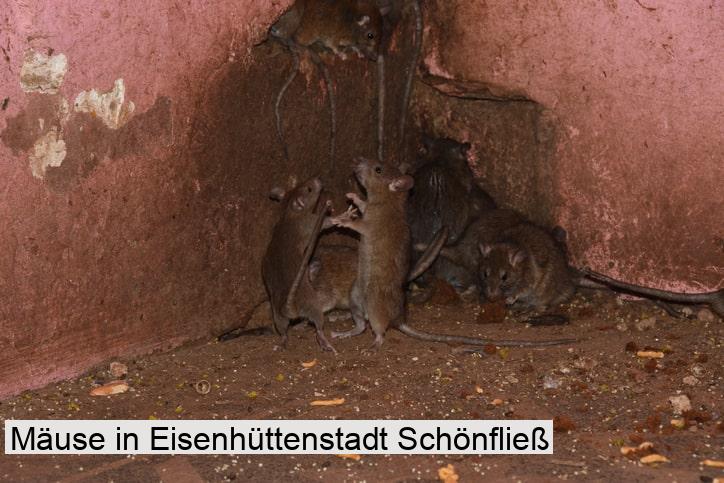 Mäuse in Eisenhüttenstadt Schönfließ